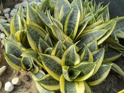 Sansevieria trifasc